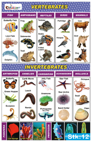 Vertebrates and Invertebrates Stickers