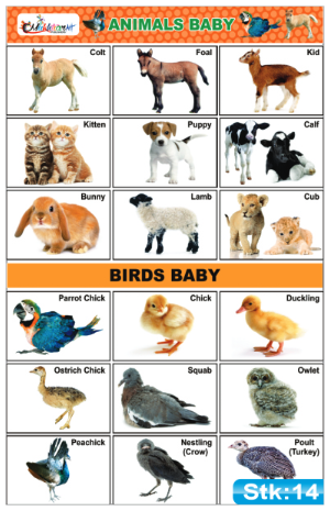 Animals and Birds Babies Stickers