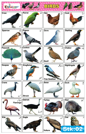 Birds Stickers
