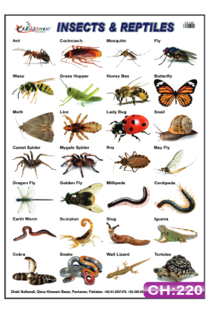 Insects and Reptiles Chart