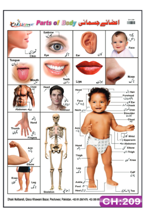Parts of Body Chart