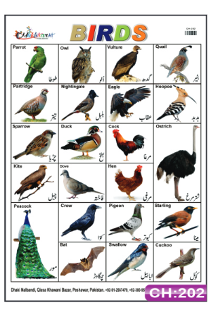 Birds Chart