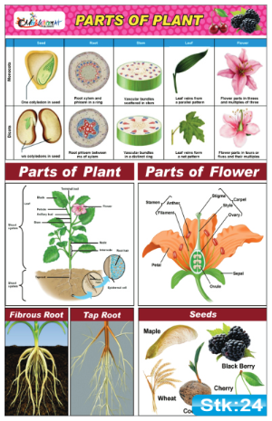 Parts of Plant Stickers