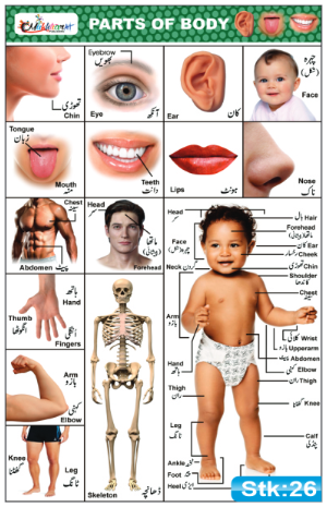 Parts of Body Stickers