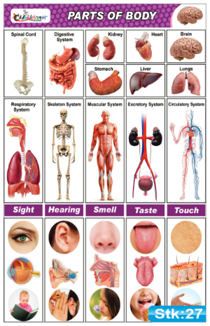 Parts of Body Stickers