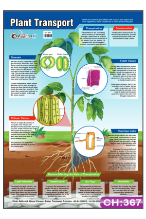 Plant Transport Chart