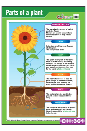 Parts of a Plant Chart