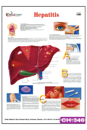 Hepatitis Chart