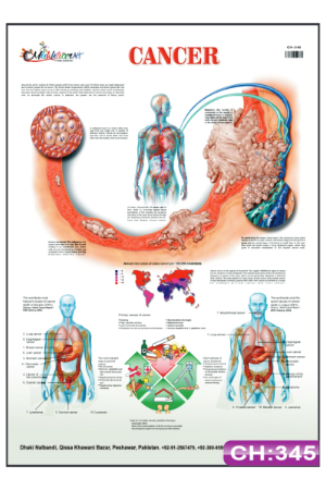 Cancer Chart
