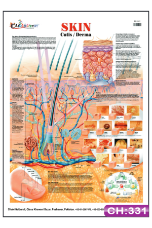Skin Chart