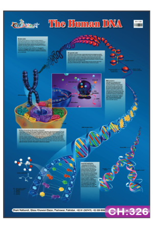 The Human DNA Chart