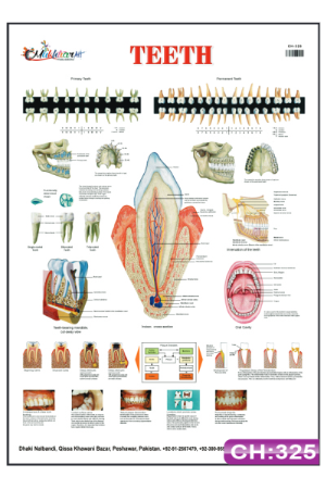 Teeth Chart