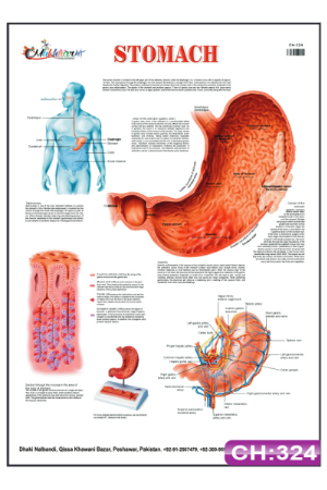 Stomach Chart