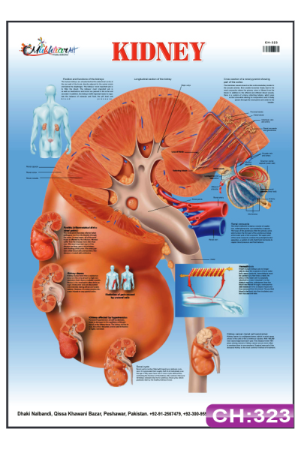 Kidney Chart