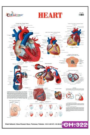 Heart Chart