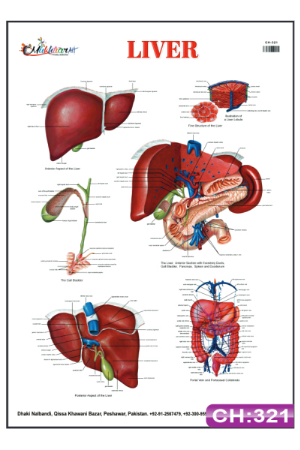 Liver Chart