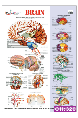 Brain Chart