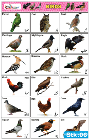 Birds Stickers