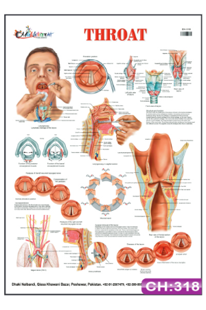 Throat Chart