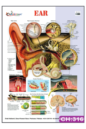 Ear Chart