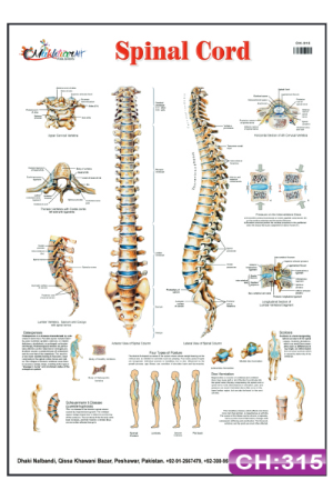 Spinal Cord