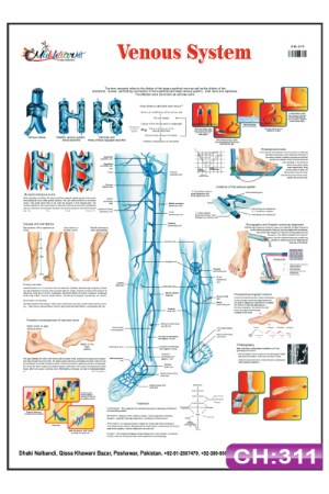 Venous System Chart