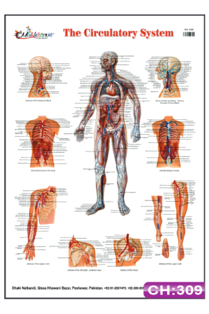 The Circulatory System Chart