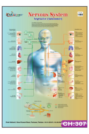 Nervous System Chart