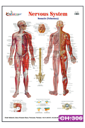 Nervous System Chart