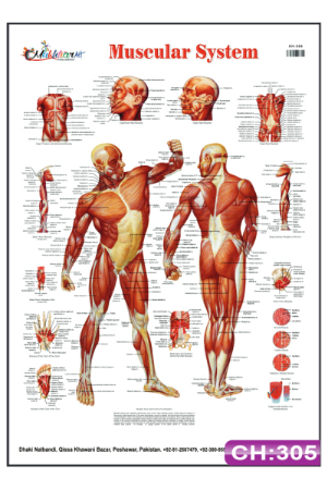 Muscular System Chart
