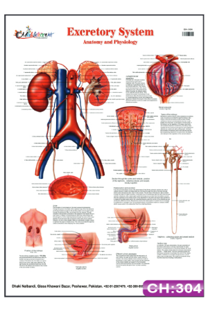 Excretory System Chart