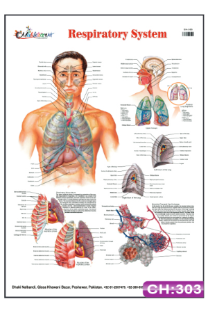 Respiratory System Chart