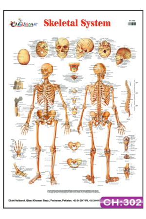 Skeletal System Chart