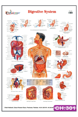 Digestive System Chart