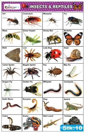 Insects and Reptiles Stickers