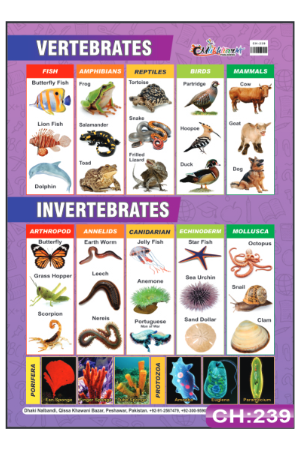 Animal Classification Chart